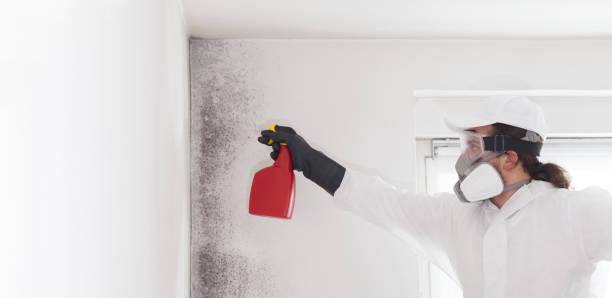 Best Mold Removal Process  in Portage, PA