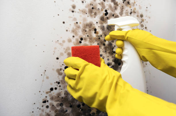 Best Emergency Mold Removal  in Portage, PA
