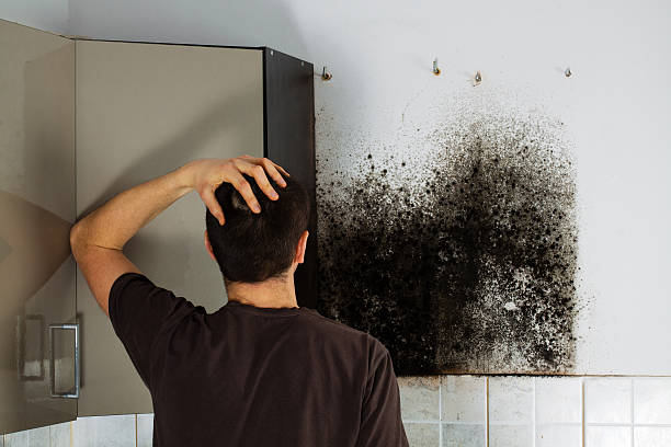 Best Mold Remediation  in Portage, PA